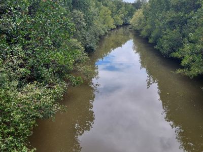 Healthy mangroves habitat on both banks of Saltwater Creek at the Cairns Botanic Gardens